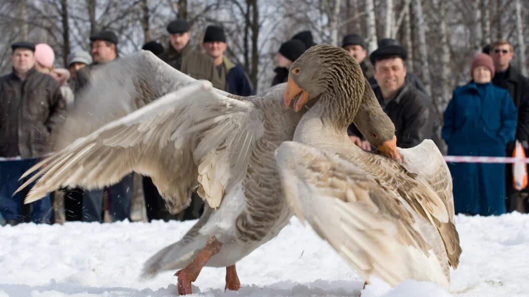    Vladimir Zaytsev/Russian Look