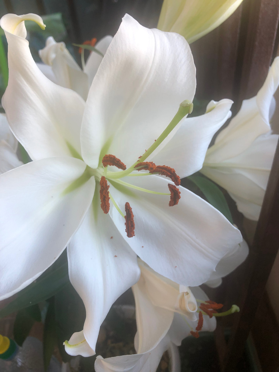 Фото мое.⚜️