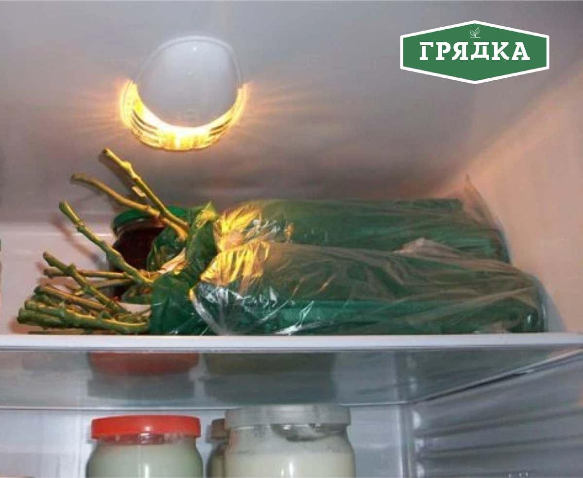 фото: хранение в холодильнике 