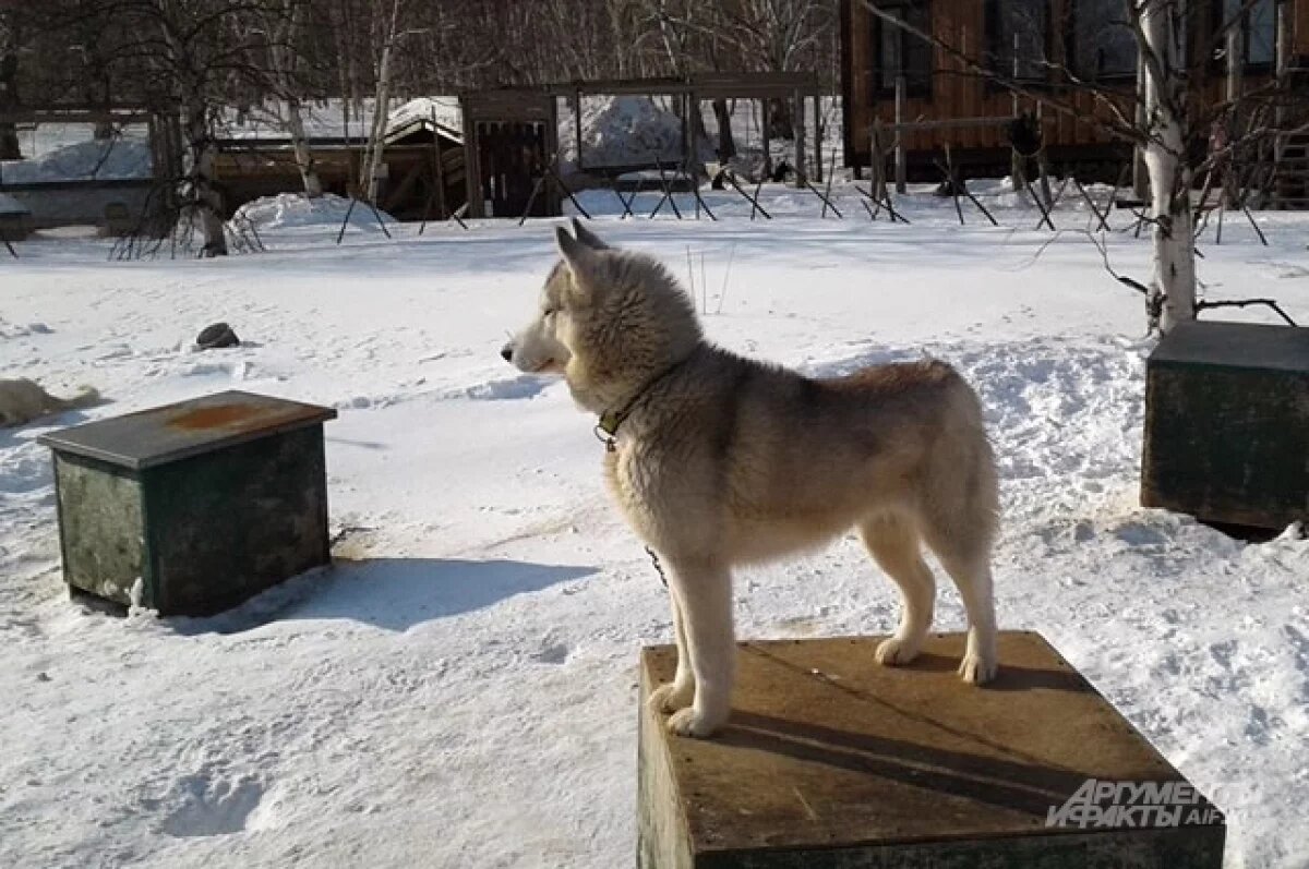    Кинолог объяснила, почему хаски могли напасть на ребенка в Сочи
