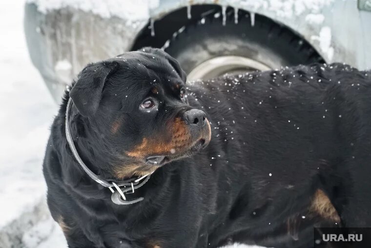 «Мама, не умирай»: как екатеринбурженка собой спасала сына от озверевшего пса