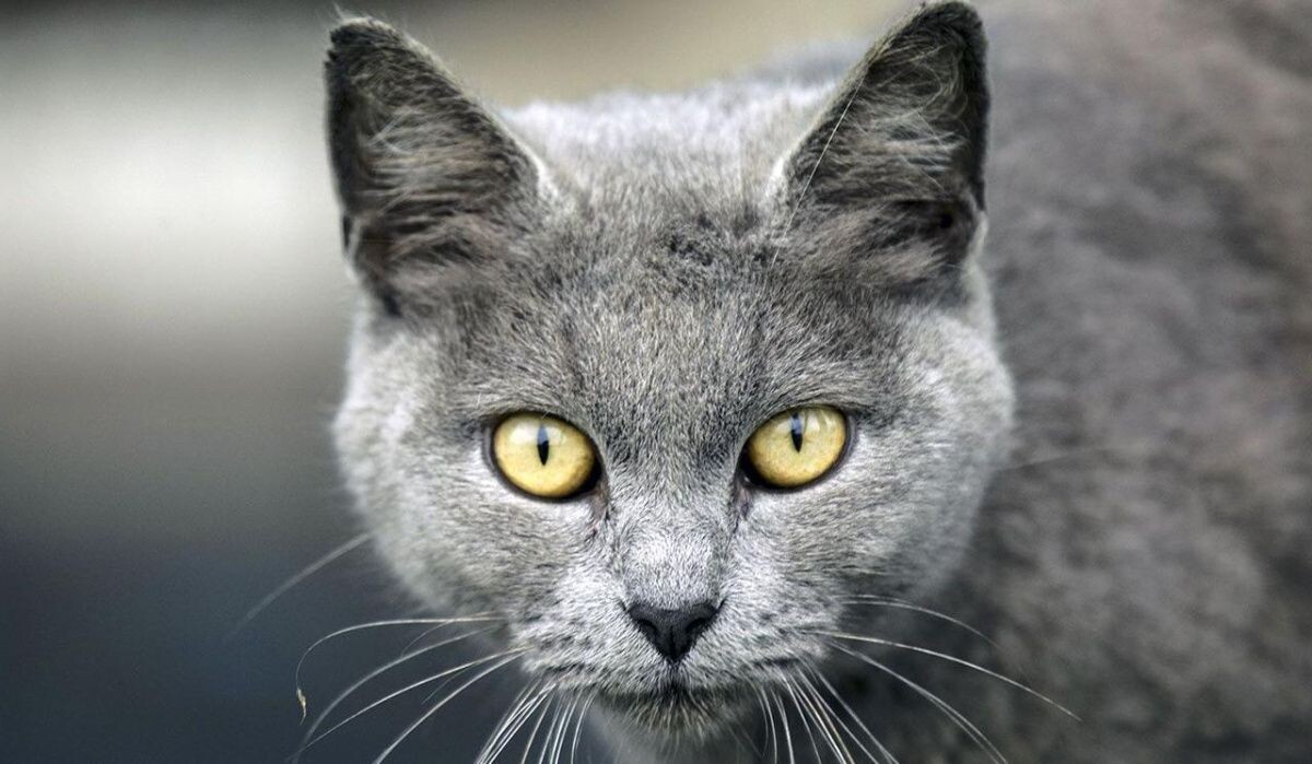     Кот. Источник: mos.ru Автор фото: Пресс-служба Мэра и Правительства Москвы