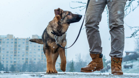    В Госдуме предложили повысить штрафы за самовыгул собак Татьяна Сидорова
