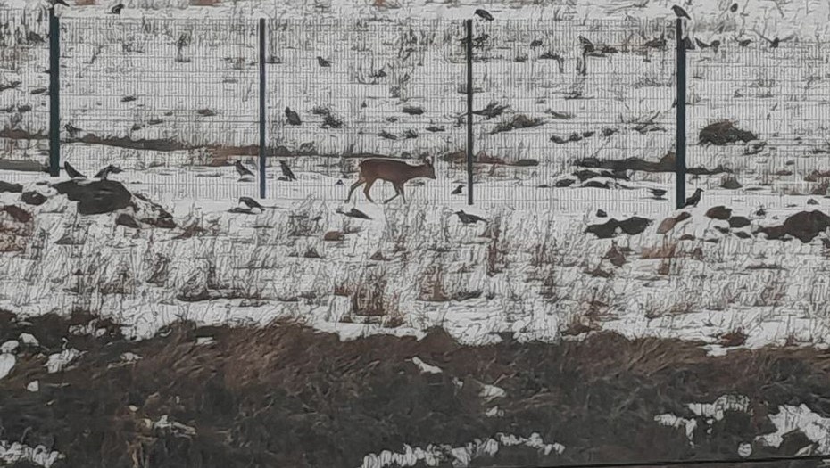    Автор фото: 78.ру