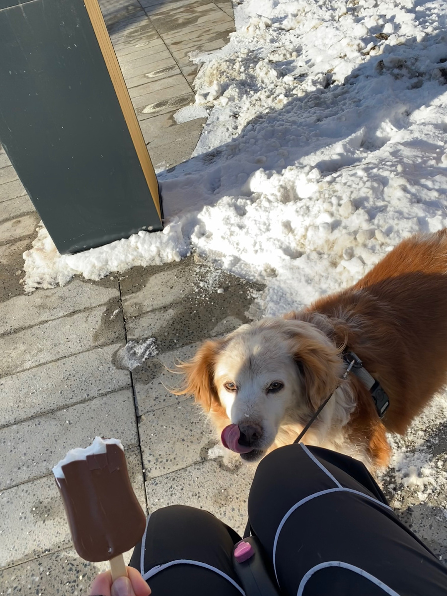 В такую погоду одно удовольствие гулять с любимым 🐶😍