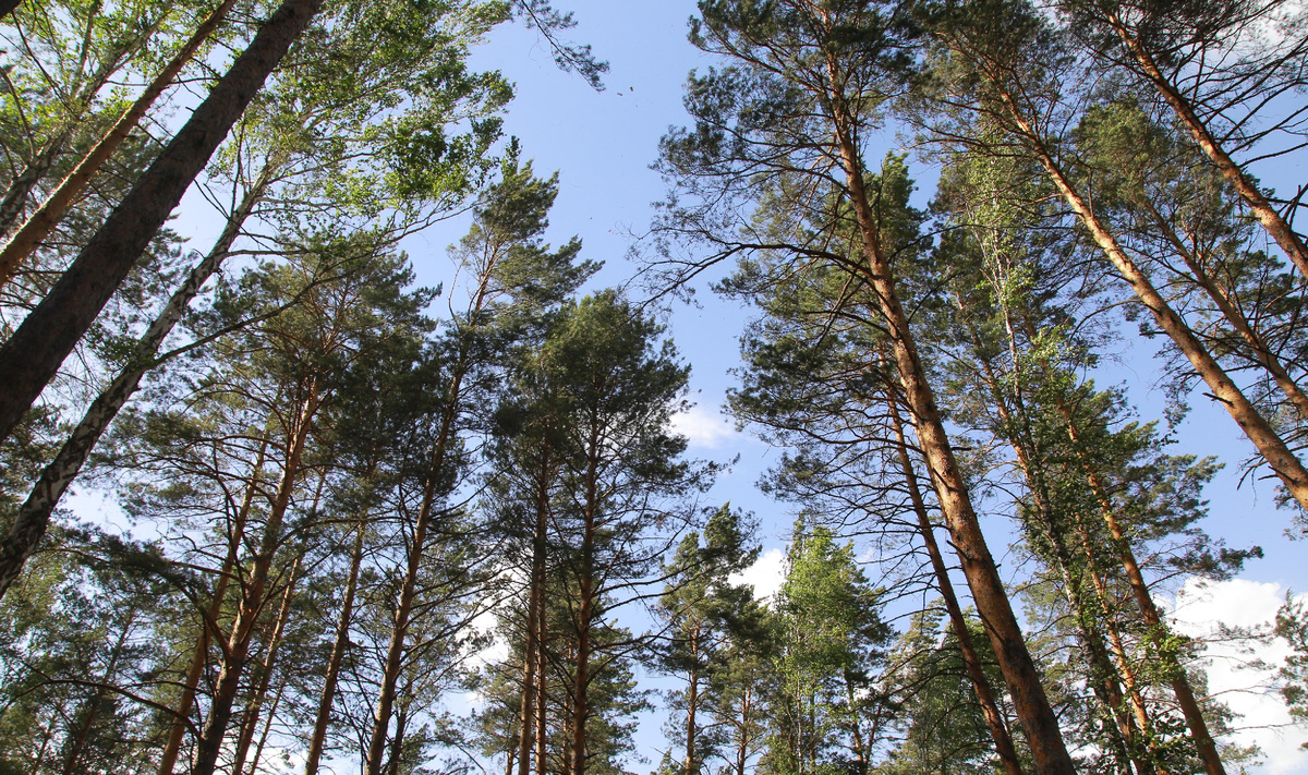 Фото: nsknews.info