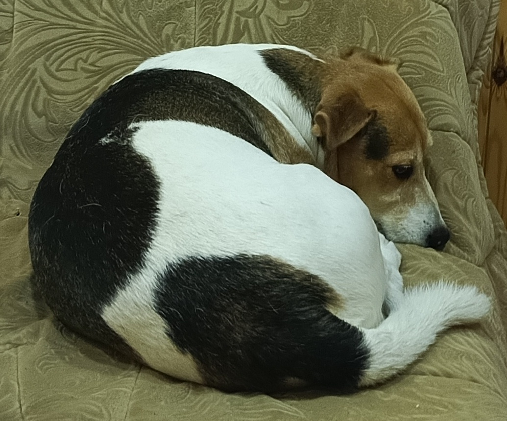 Лежит , скучает по вас 😍, чтобы глянули 🤣 на красавца