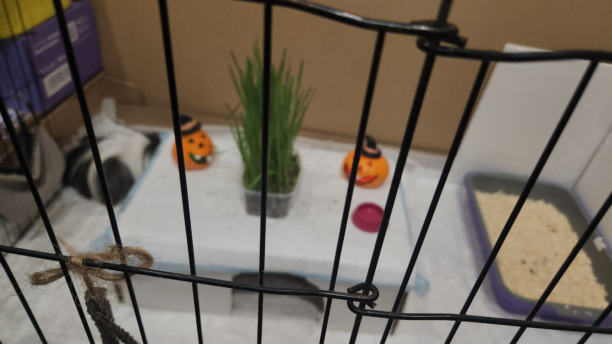 Как только у нас появилась коробка из под обуви, мы прорезаем в ней ход и свинки могут сидеть как внутри, так и сверху. Иногда, на верх коробки кладём перенку или мягкую подстилку. 