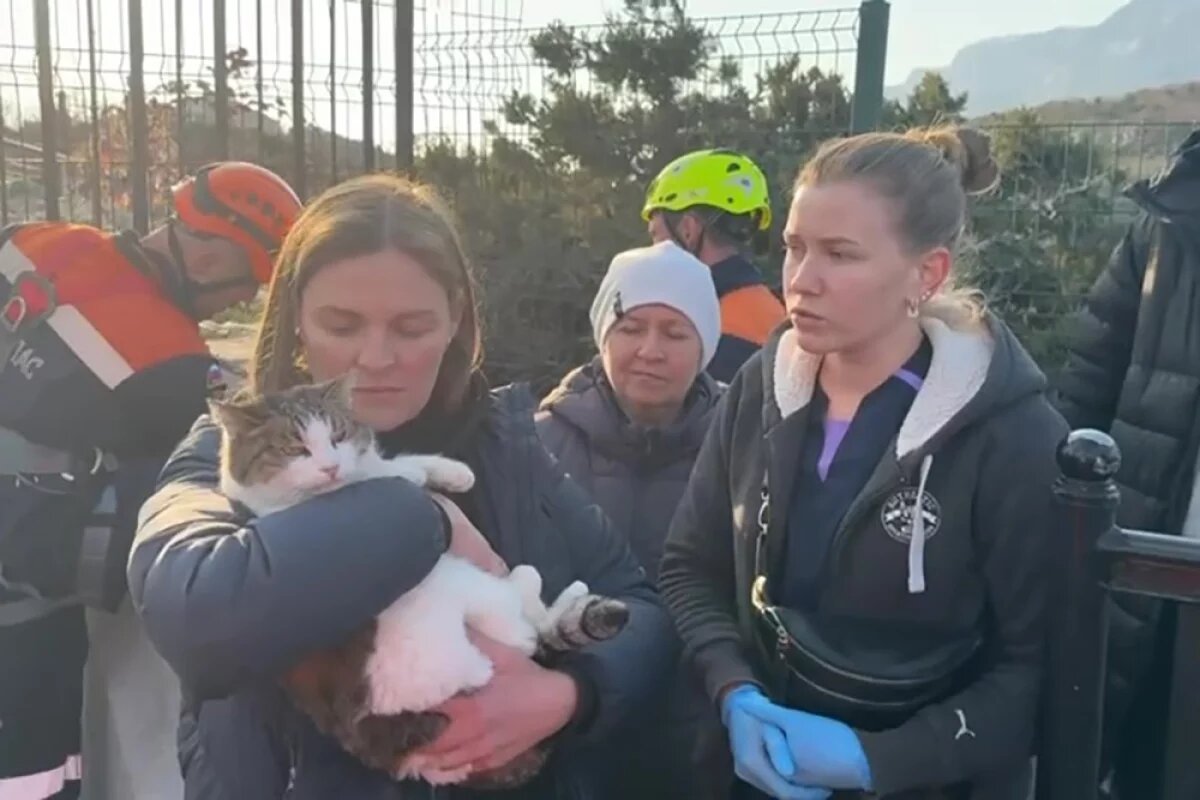    Судьбу спасенной в Крыму кошки Муси решат с помощью опроса