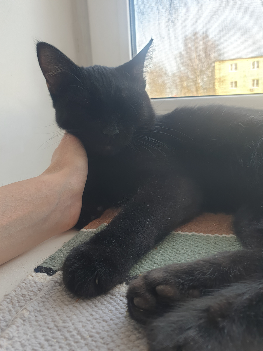 Набегалась и спит. Алиса