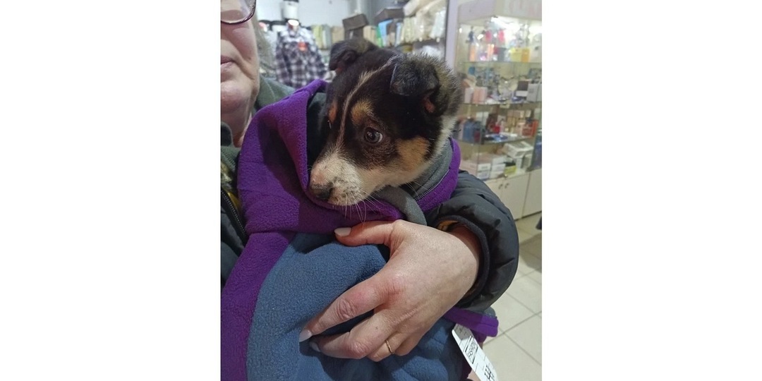 Под Питером всем поселком спасали брошенного в лесу щенка