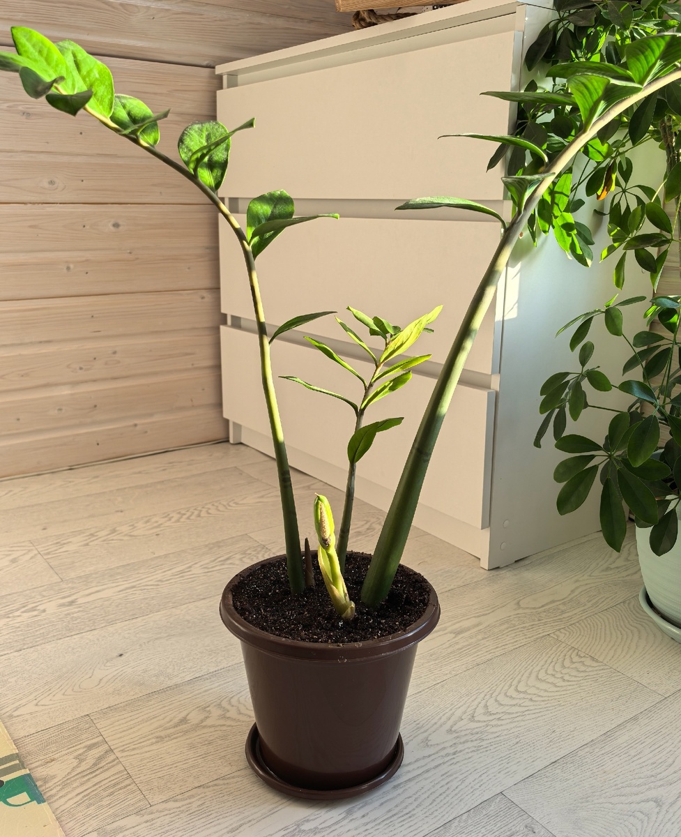 Мой рассаженый замиокулькас