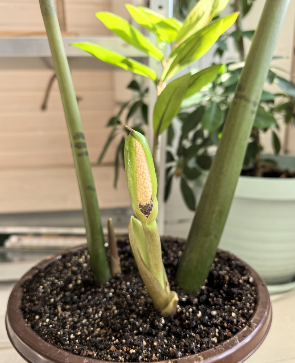 Замиокулькас набрал бутон и вот-вот раскроется