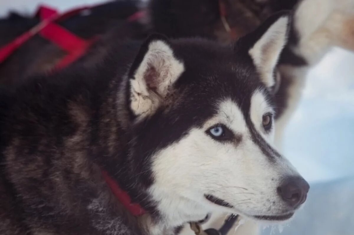    Голодные как волки.