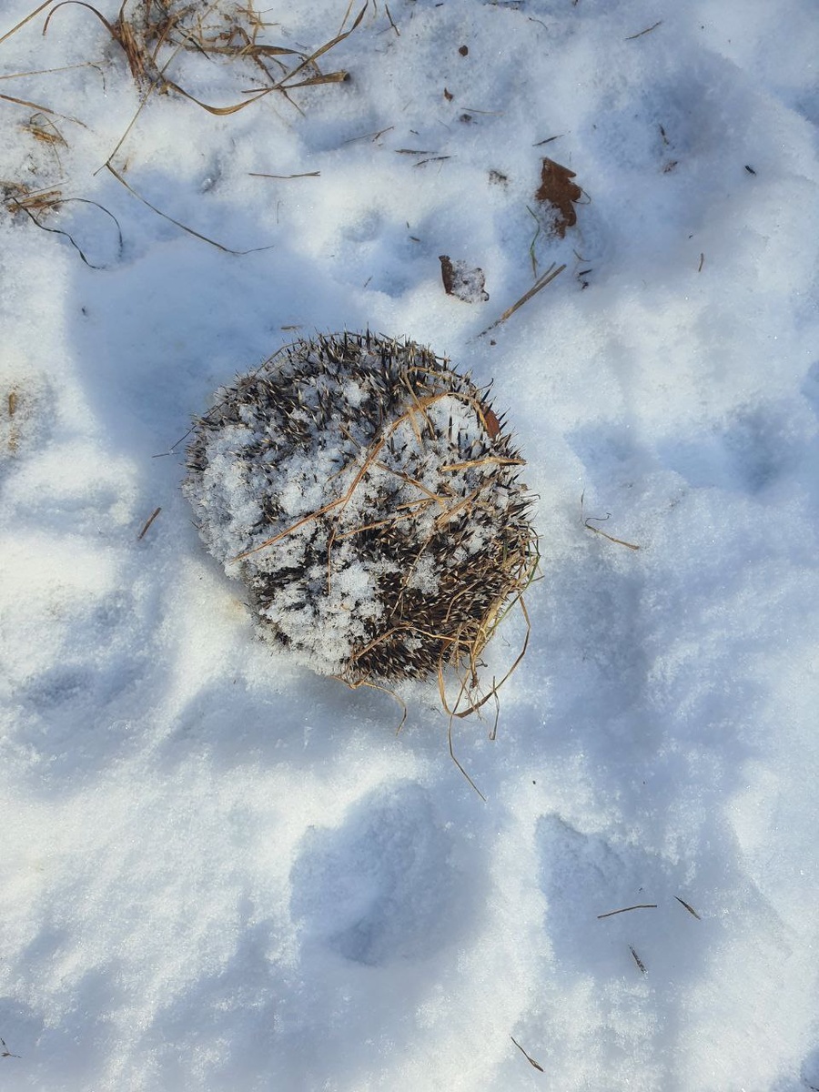 Колючий комок