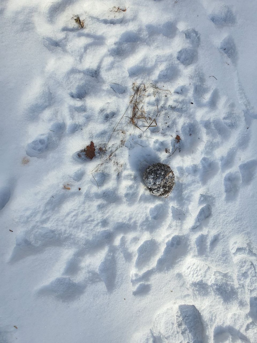 Ёжик, а вокруг него следы других зверей