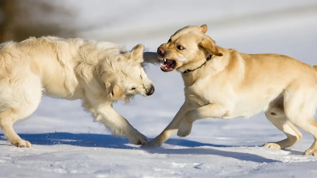    Фото: Alessandra Sarti/imageBROKER.com/Globallookpress