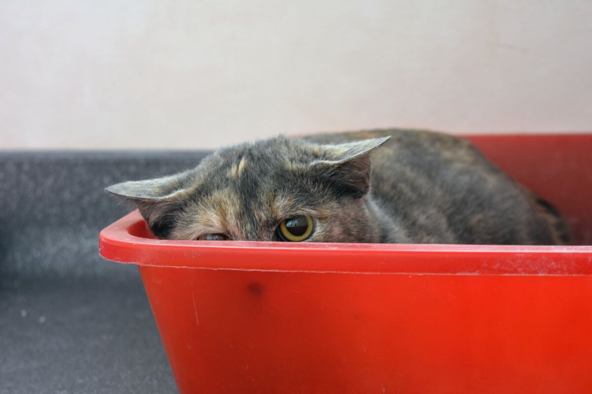 Испуганный котик 