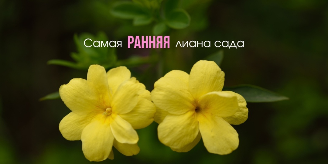 Самая ранняя лиана сада