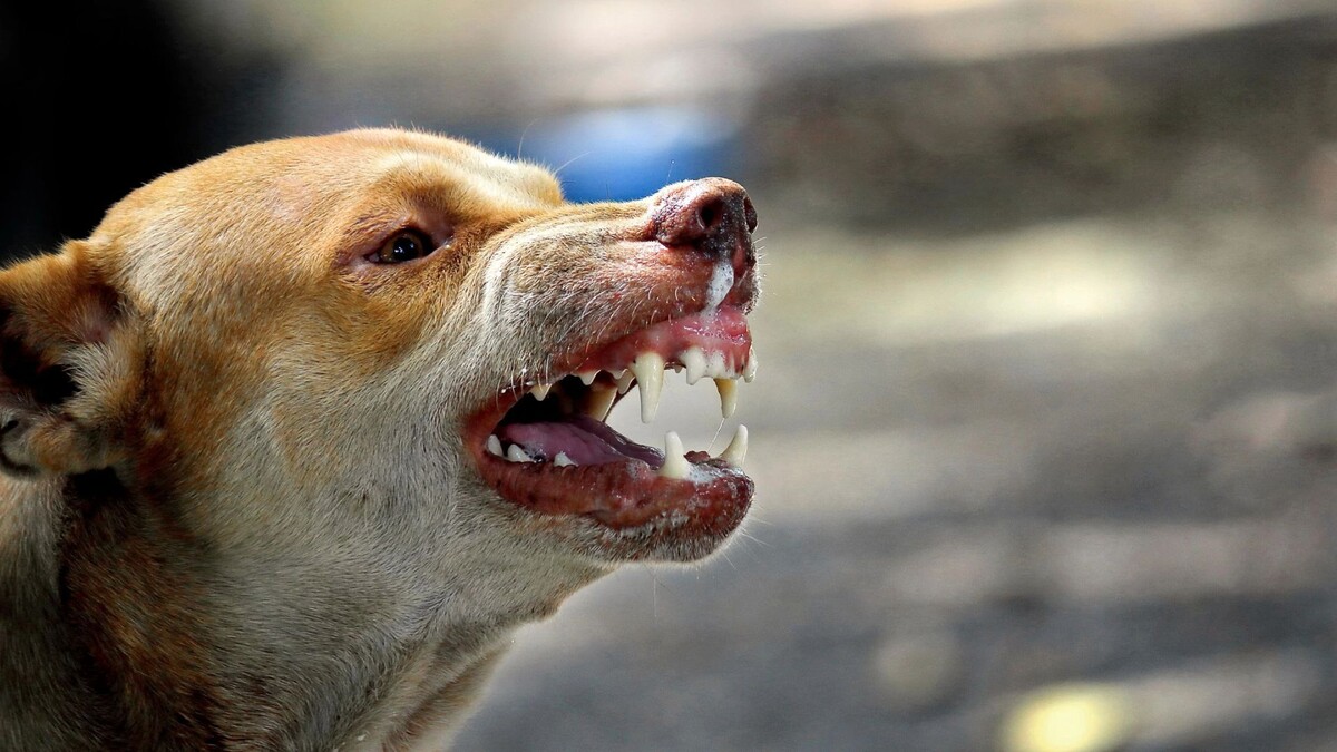    Фото: Mr.Sutun photographer/Shutterstock/Fotodom