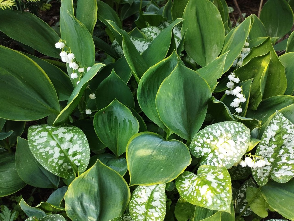 Ландыш Хардвик хол и медуница.