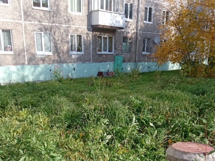 Котят оставили за домом, где почти не бывает прохожих