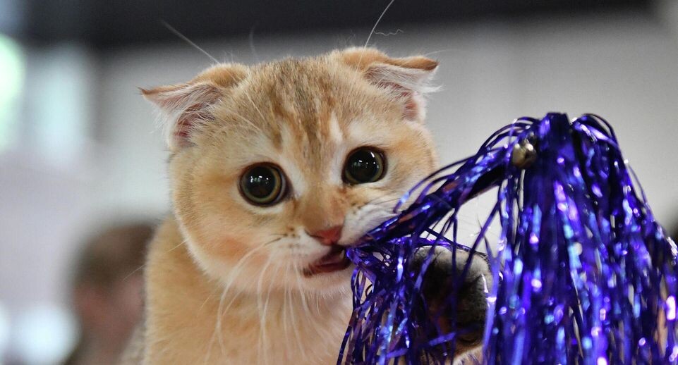    РИА «Новости»