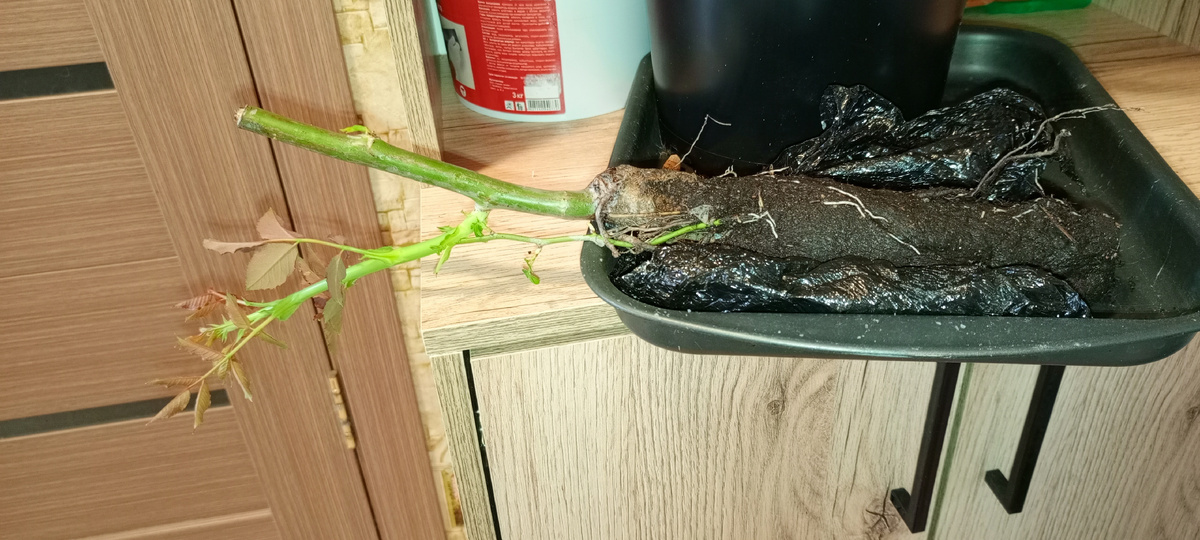 Росток почти с корневой сравнялся