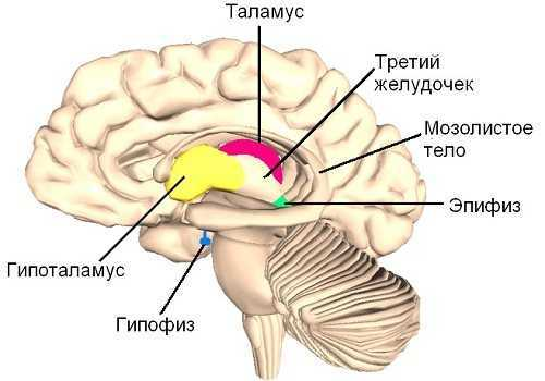 Промежуточный мозг - цель внутреннего геморрагического инсульта