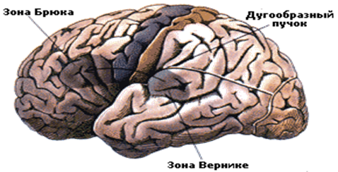 Области поражения внешним инсультом