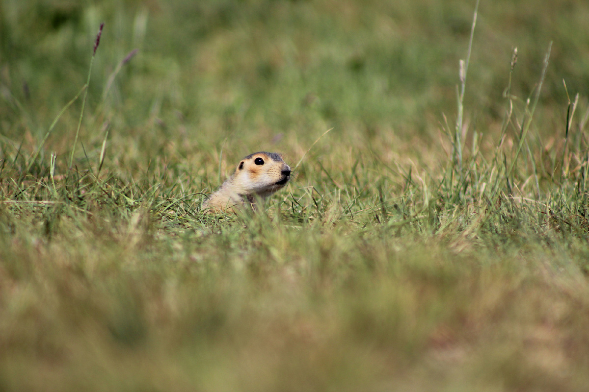 осторожные суслики