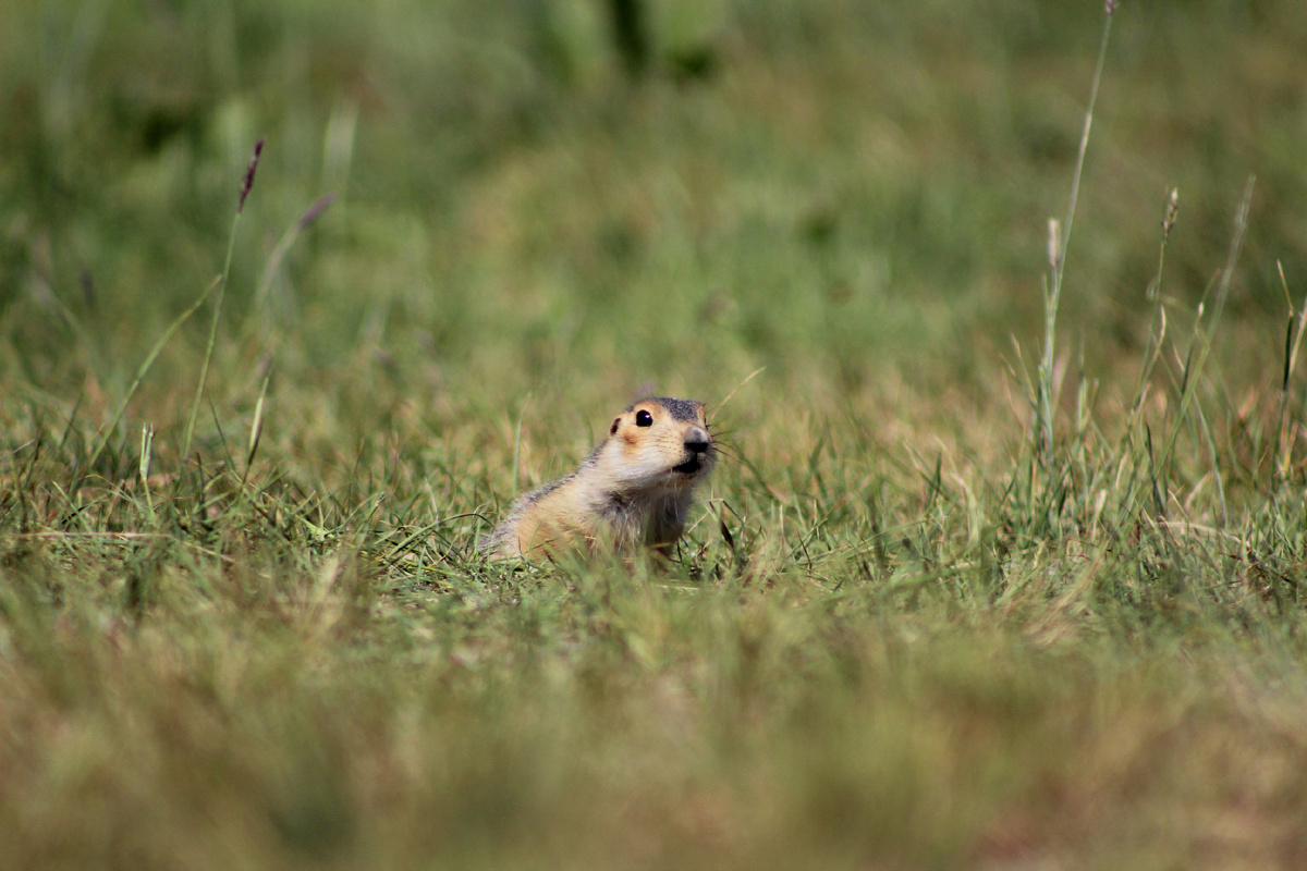 боятся каждого движения