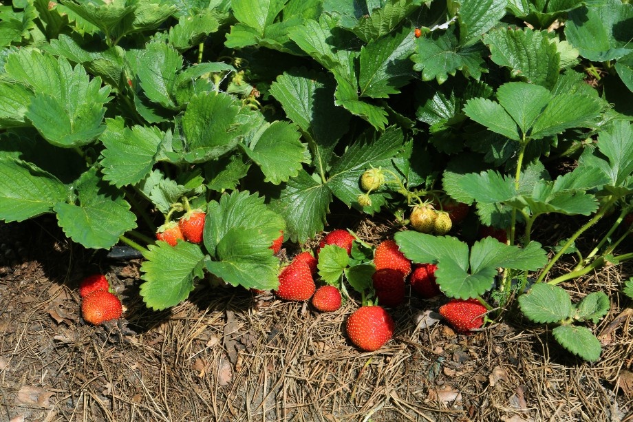 Отсутствие достаточного снежного покрова этой зимой может сказаться на урожае клубники. | Фото: Николай Гынгазов/ТАСС