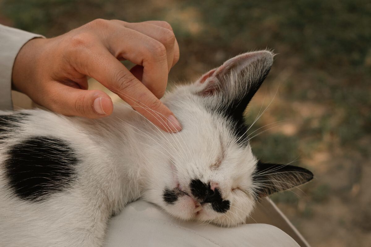 Человек гладит спящую кошку 
