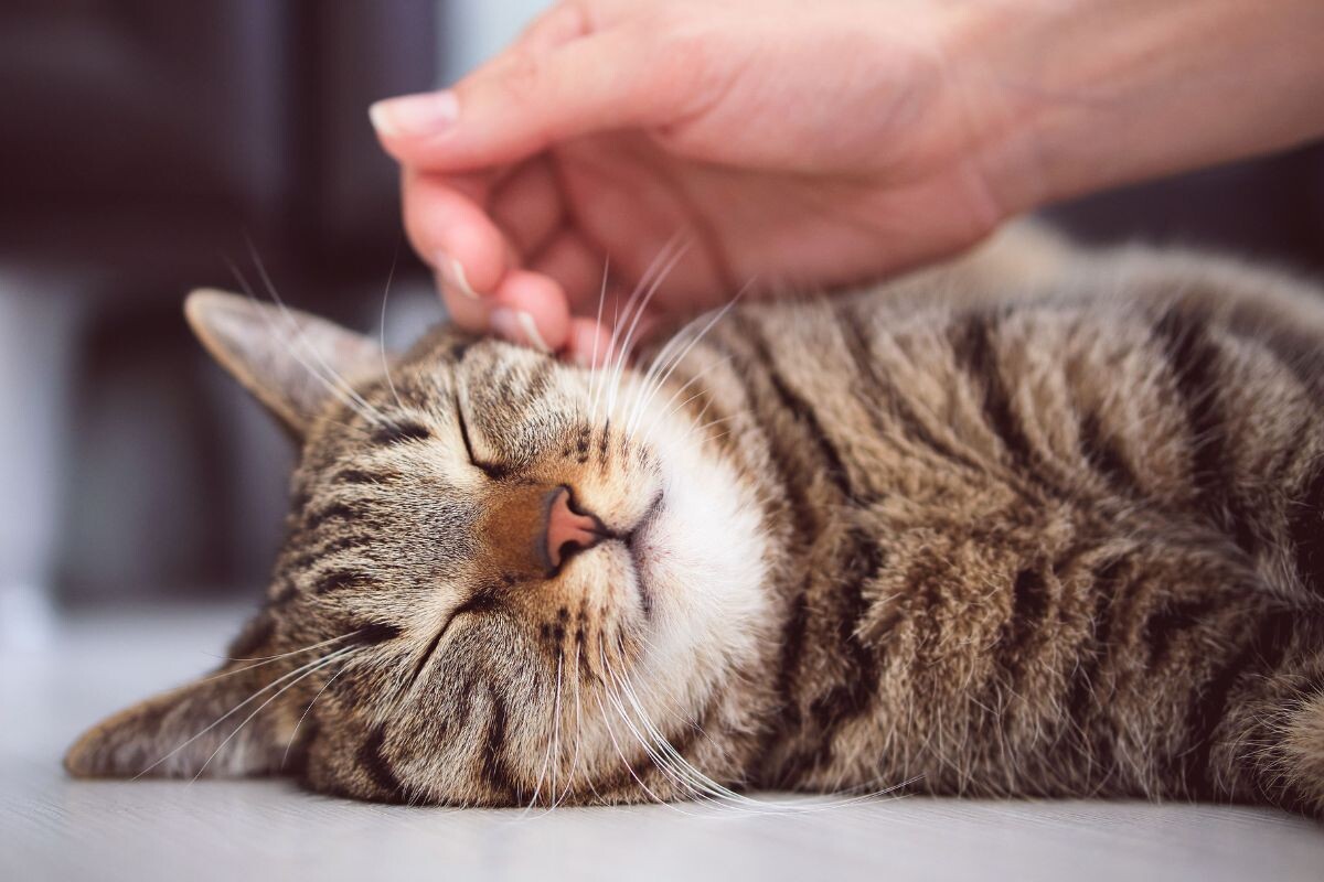 Почему нельзя гладить спящую кошку