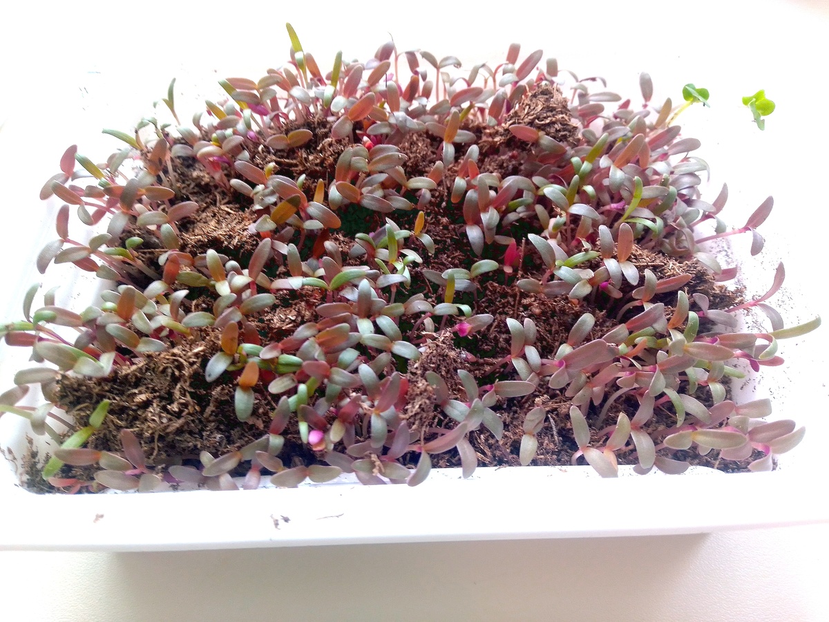 рассада 9 марта