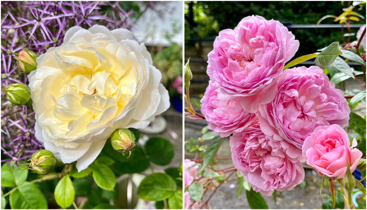 ‘Най Бивен’ и ‘Сайлес Марнер’ 