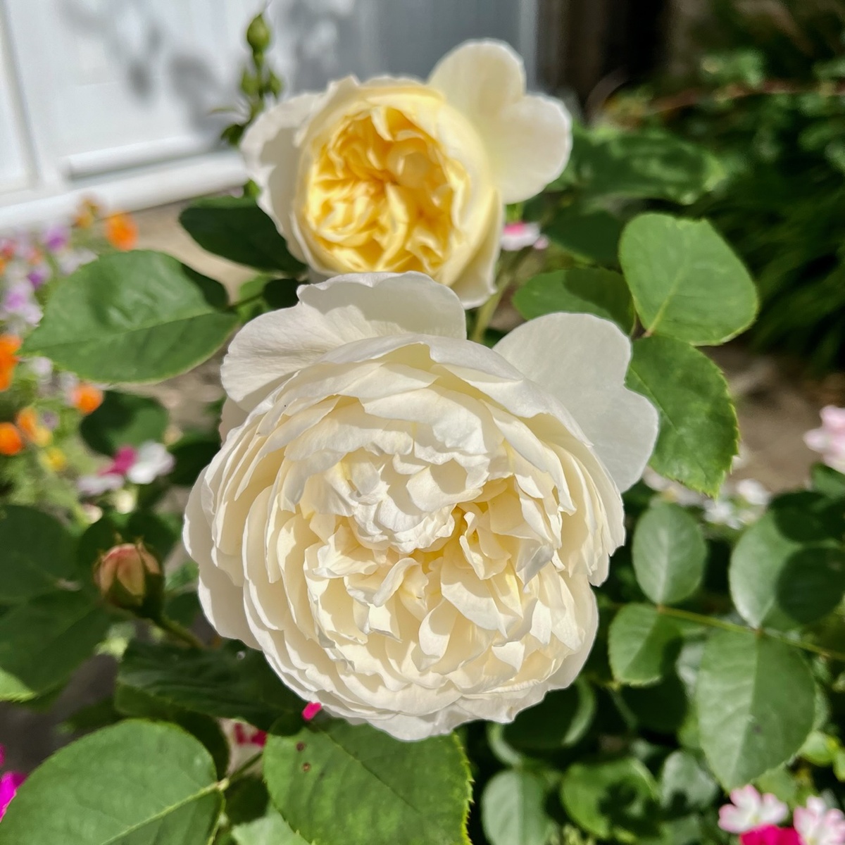 ‘Най Бивен’