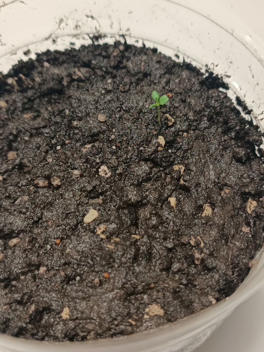 Медовое лето. Одын, савсэм одын.