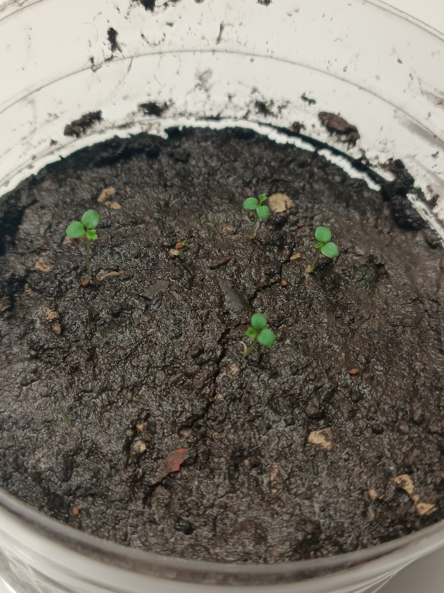 Пятую не видно, но она там есть