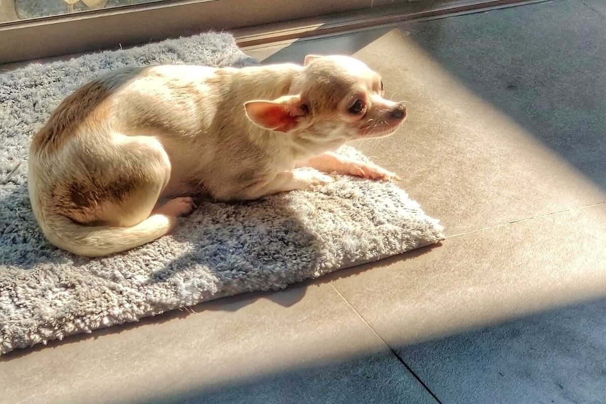 Почему собака всего боится