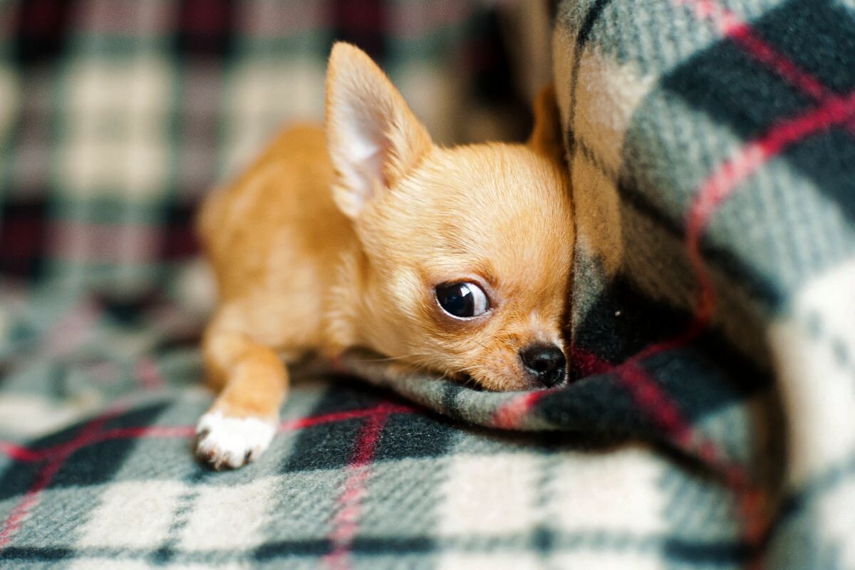 Страх у собаки 