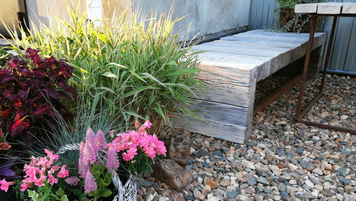 Фалярис в закопанном ведре – это прекрасное украшение контейнерного сада. 