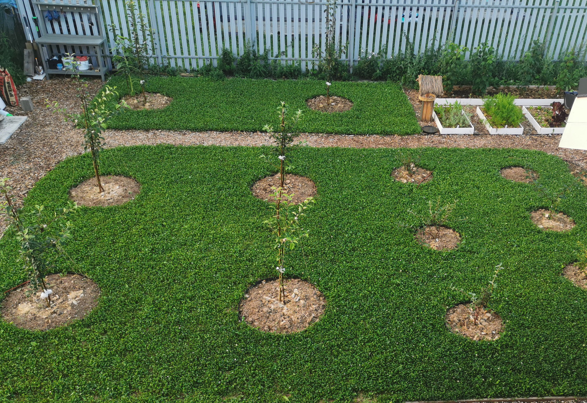 После посева газона из клевера