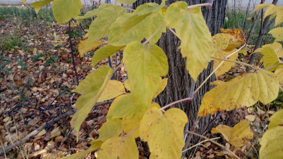 Фото автора.