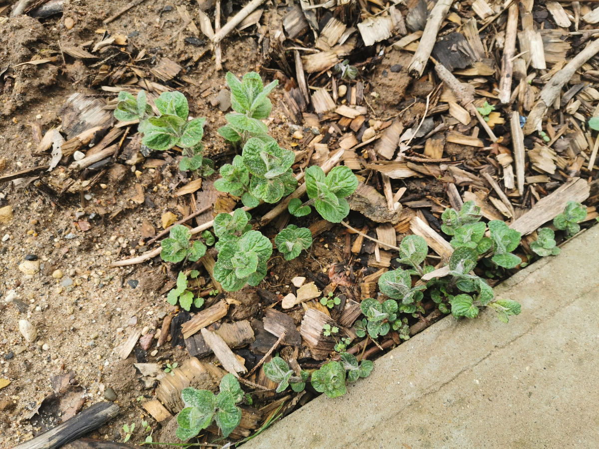 Мята уже пошла в рос. Везде, кроме того места, где сажала
