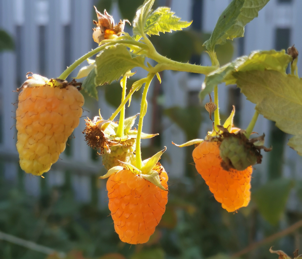 Оранжевое чудо