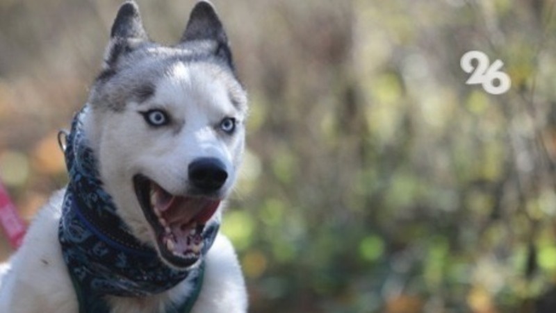      Фото: ИА «Победа26»