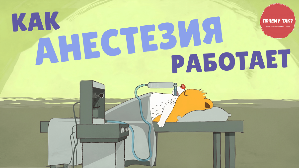 Основано на изображении © TED-Ed