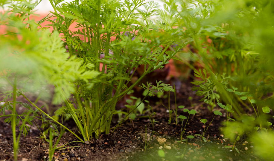 Изображение от Freepik